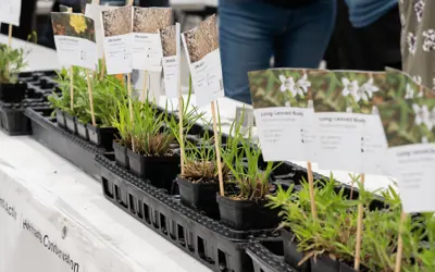 Plants line a vendor table at an indoor garden market